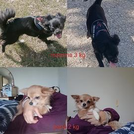 cuccioli chihuahua 