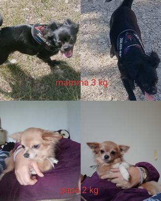 cuccioli chihuahua 