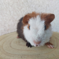 Cavia porcellino d'india us teddy