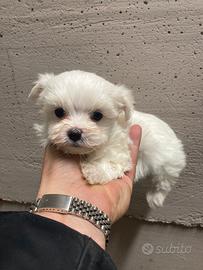 Maltese