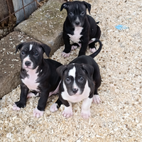 Cuccioli di Pitbull, mamma Pitbull e papà meticcio