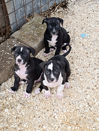 Cuccioli di Pitbull, mamma Pitbull e papà meticcio