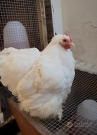 Galline