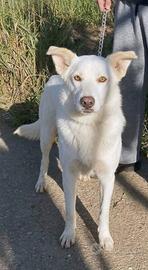 Cambiate la vita a Roger adottalo