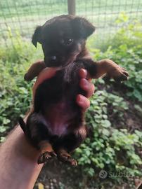 Cucciola pincher mix