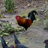Gallo padovane, rosso Bantam Rosecomb, 1,5 anni