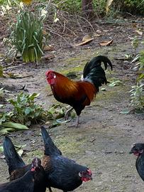 Gallo padovane, rosso Bantam Rosecomb, 1,5 anni