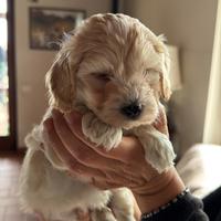 Cucciolo di Maltipoo champagne