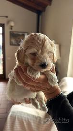 Cucciolo di Maltipoo champagne