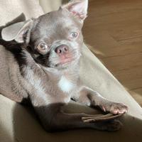 Chihuahua pronto per accoppiamento