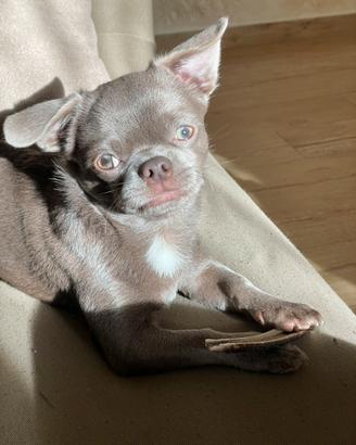 Chihuahua pronto per accoppiamento