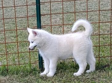 Cuccioli pronta consegna siberian husky