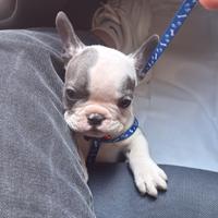 Cucciolo di bulldog francese