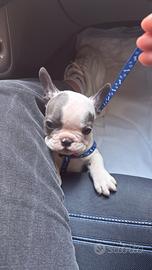 Cucciolo di bulldog francese