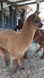 Maschietto di alpaca di 10 mesi