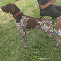 Disponibile x accoppiamento