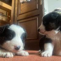 Cuccioli Border Collie