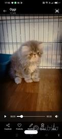 Disponibile cucciolo di gatto persiano