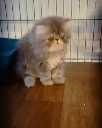 Disponibile cucciolo di gatto persiano