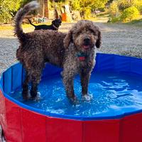 Lagotto Romagnolo disponibile per monta