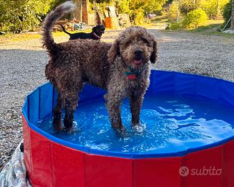 Lagotto Romagnolo disponibile per monta