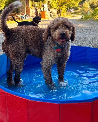 Lagotto Romagnolo disponibile per monta