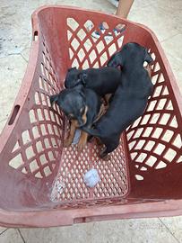 Cuccioli di Pinscher Nano