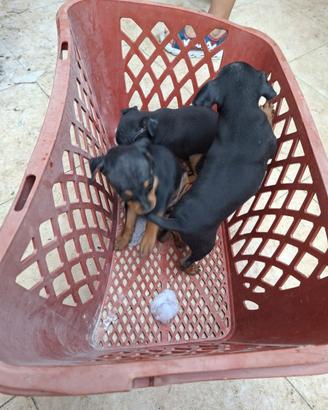 Cuccioli di Pinscher Nano