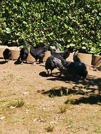 Australorp