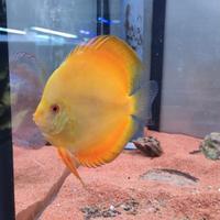 Pesce Discus Yellow