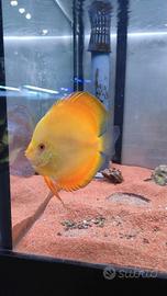 Pesce Discus Yellow