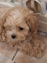 Maltipoo mini mini