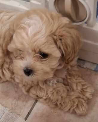 Maltipoo mini mini