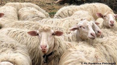 Ce.r.co Pecore razza sarda bianche