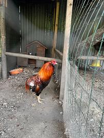 Gallo pura razza Araucana color frumento