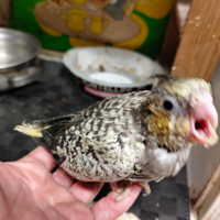 Calopsiti allevate a mano