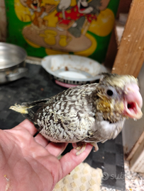 Calopsiti allevate a mano