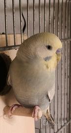 Cocorite vari colori