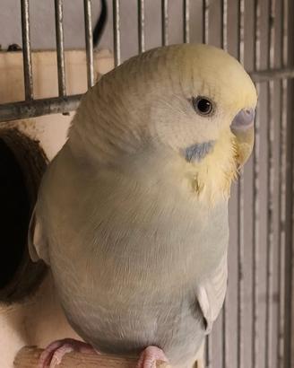 Cocorite vari colori