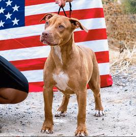 Pitbull UKC F red 