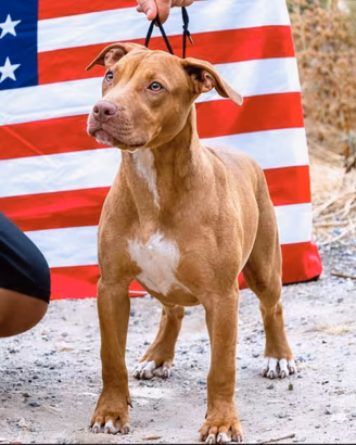 Pitbull UKC F red 