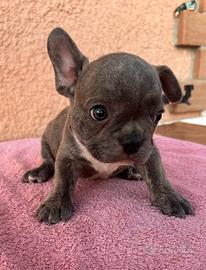 Cuccioli di bulldog francese