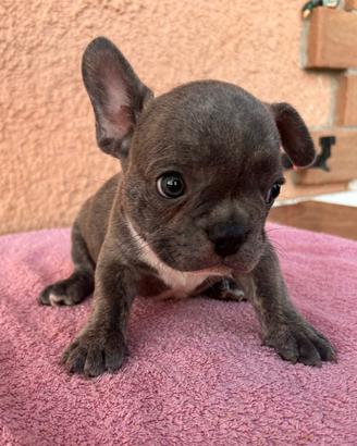 Cuccioli di bulldog francese