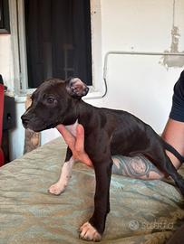 Cuccioli di pitbul