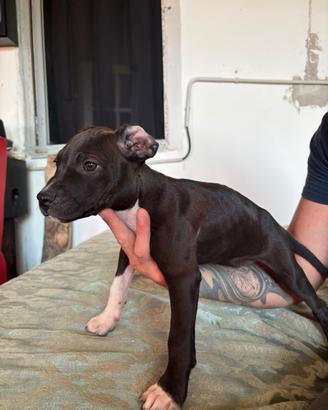 Cuccioli di pitbul