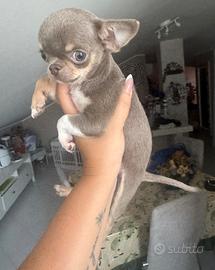 Mini mini chihuahua maschietto