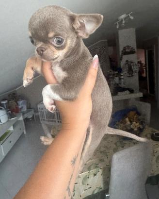 Mini mini chihuahua maschietto