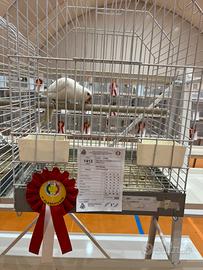 Parrocchetto dal collare Albina