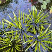 Stratiotes Aloides - Pianta per Laghetto