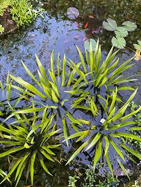 Stratiotes Aloides - Pianta per Laghetto